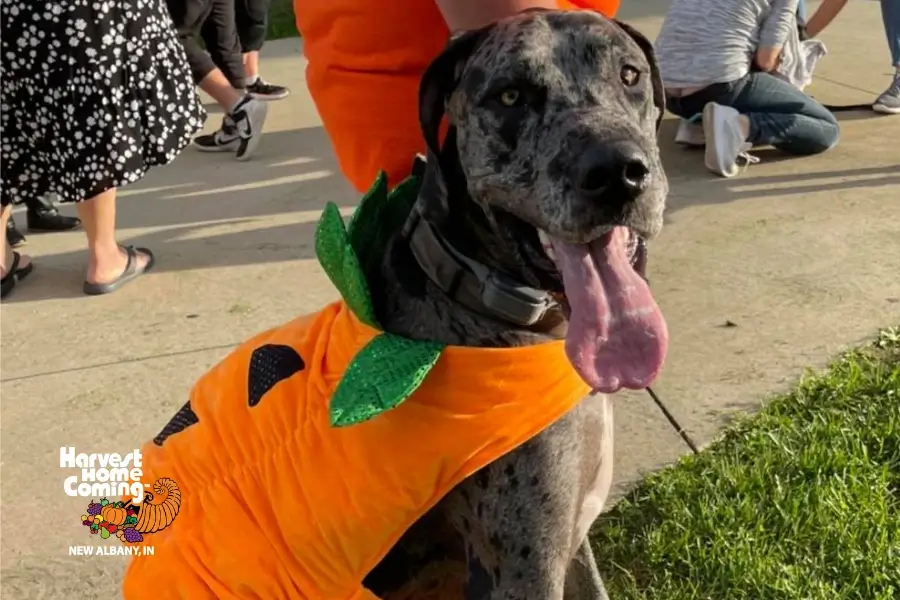 Harvest Homecoming Kids' Dog Show